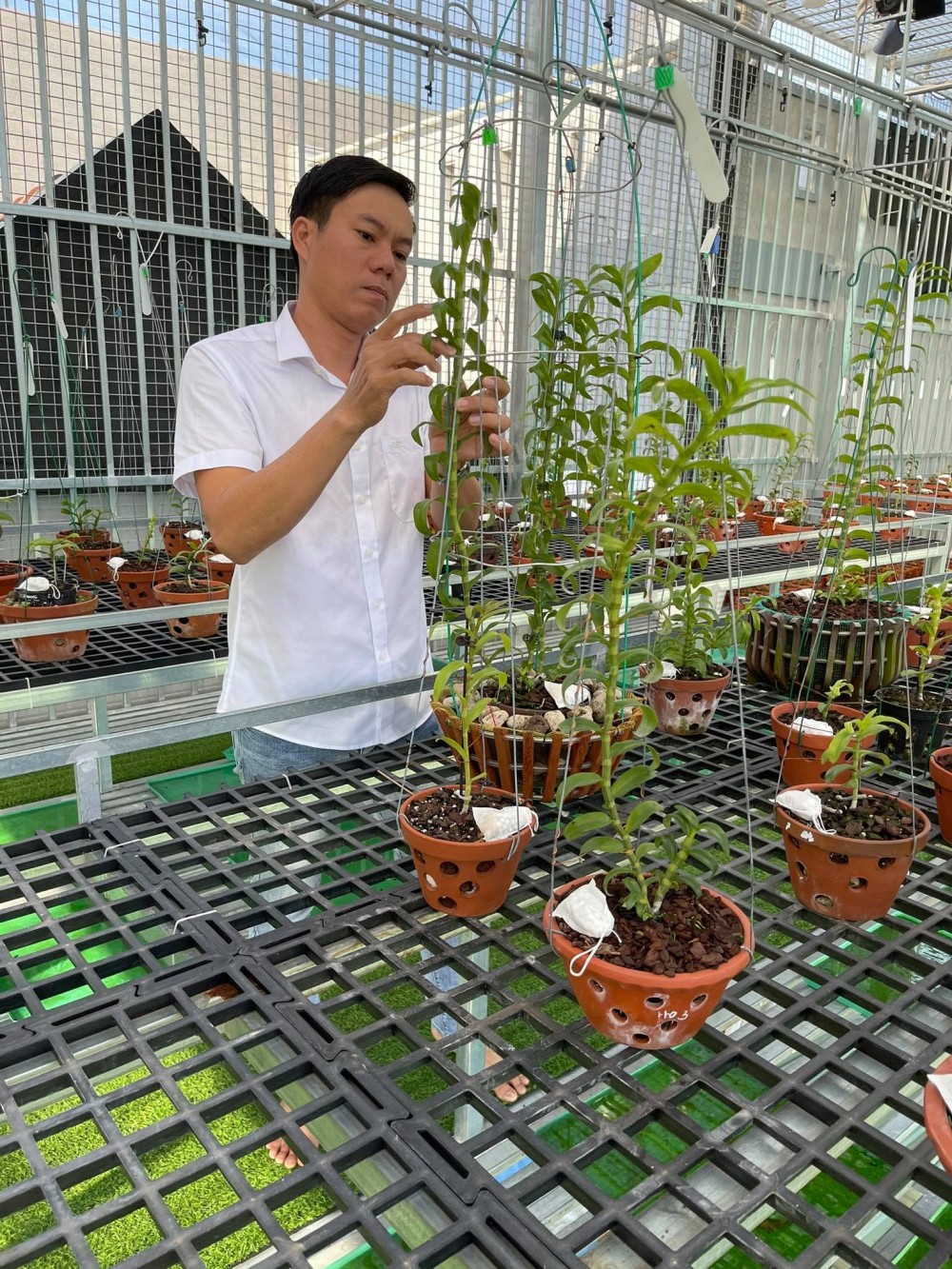 Hồng Quân: Từ ông chủ doanh nghiệp tới người trồng lan đột biến Hồng Quân: Từ ông chủ doanh nghiệp tới người trồng lan đột biến