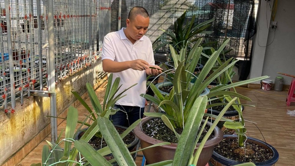 Đinh Quyền: Ông chủ vườn lan đam mê loài hoa vương giả