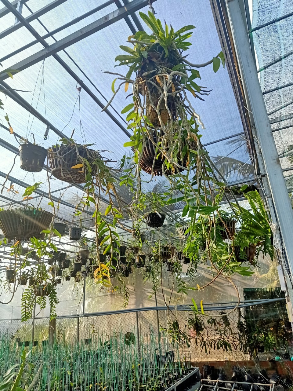 Thu Thanh: Bà chủ vườn lan 8X trong giới chơi lan đột biến