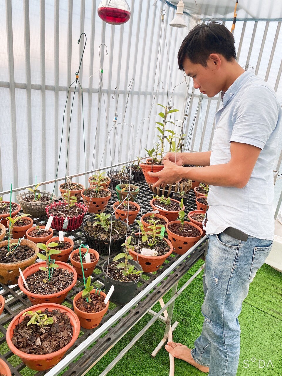 Nguyễn Quốc Trường: Ông chủ Vườn Lan Phương Vy đam mê loài hoa vương giả Nguyễn Quốc Trường: Ông chủ Vườn Lan Phương Vy đam mê loài hoa vương giả