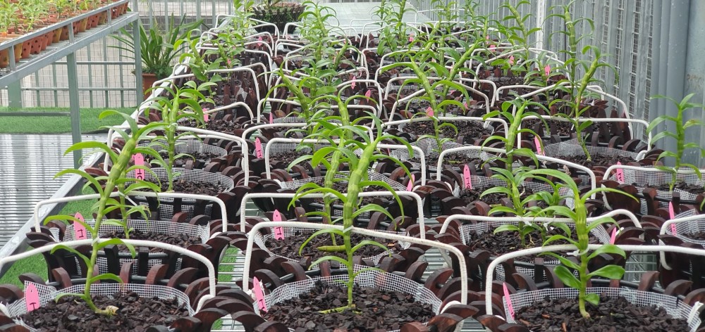 Nguyễn Hoàng Anh: Cô chủ 8X sở hữu vườn lan nghìn chậu Nguyễn Hoàng Anh: Cô chủ 8X sở hữu vườn lan nghìn chậu