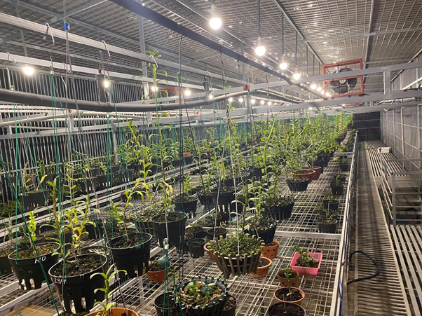 Vườn lan của anh Đồng có diện tích khá lớn và nhiều giống lan khác nhau. Vườn lan của anh Đồng có diện tích khá lớn và nhiều giống lan khác nhau.