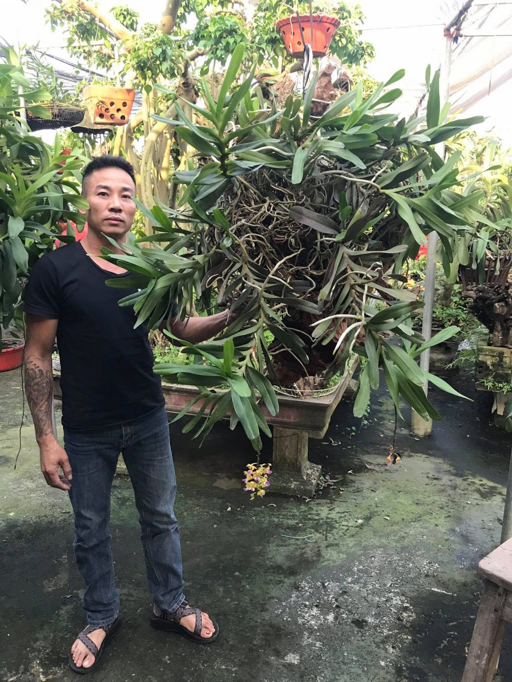 Nguyễn Đăng Thỏa và chặng đường thành công với hoa lan của chàng trai 8X Nguyễn Đăng Thỏa và chặng đường thành công với hoa lan của chàng trai 8X