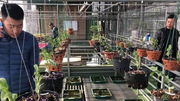 Nghệ nhân Nguyễn Đức Đại: Đam mê hoa lan là cách để thư giãn mỗi ngày