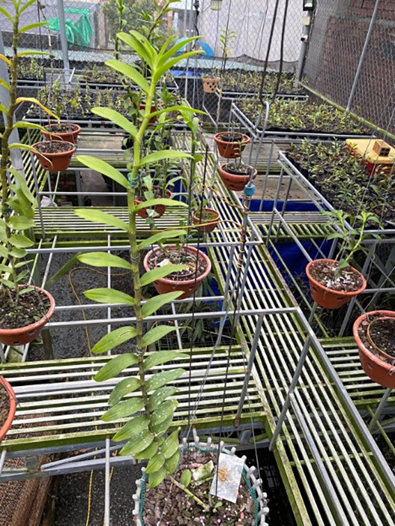 Nghệ nhân 9X Trần Quốc Hoà - Ông chủ vườn lan nức tiếng tại Đồng Nai Nghệ nhân 9X Trần Quốc Hoà - Ông chủ vườn lan nức tiếng tại Đồng Nai