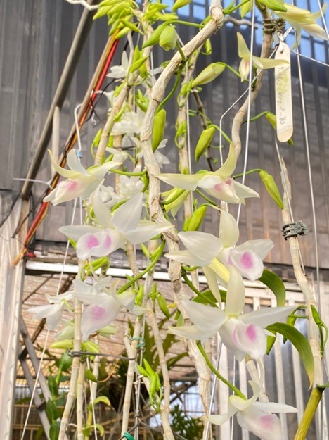 Đóa lan phi điệp 5 ruby đẹp tuyệt trần trong vườn lan Cánh Hoàng.