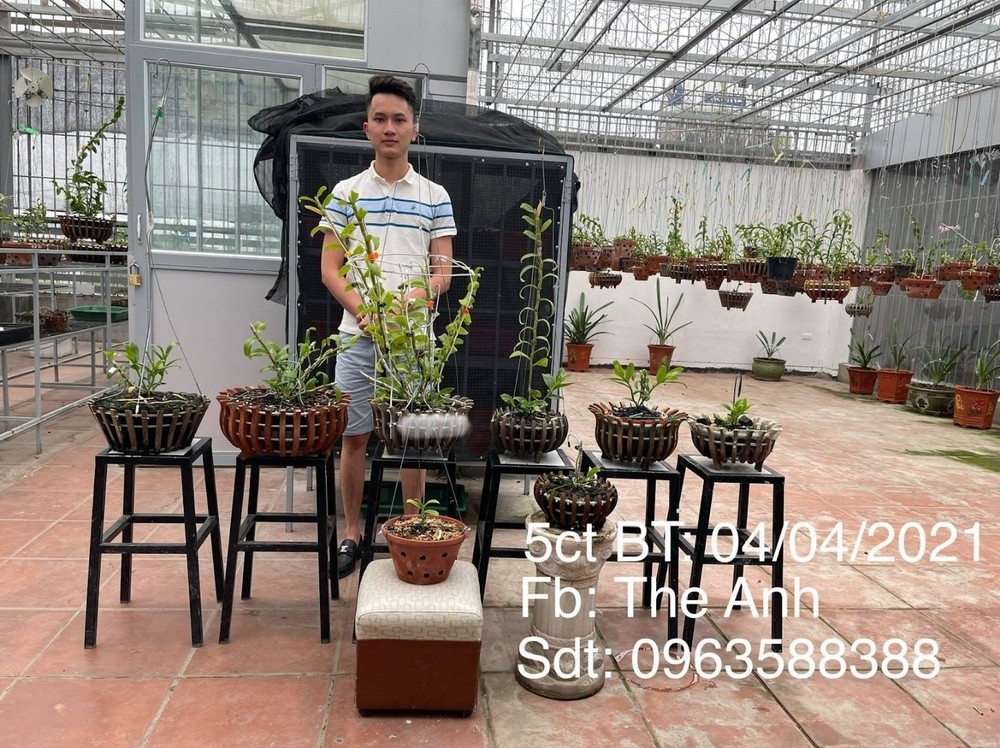 Nghệ nhân Lê Thế Anh: Chia sẻ đam mê với loài hoa vương giả