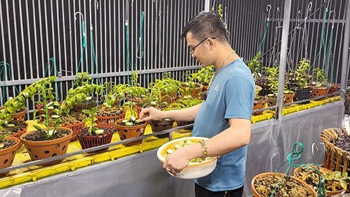 Ông chủ 8x Tùng Dương chia sẻ bí quyết trồng lan thành công