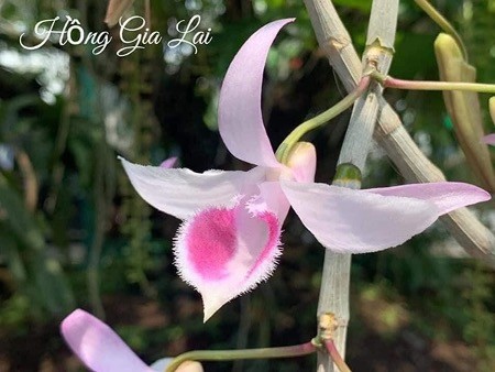 Nghệ nhân Nguyễn Duy Quý với tâm huyết nghề trồng lan