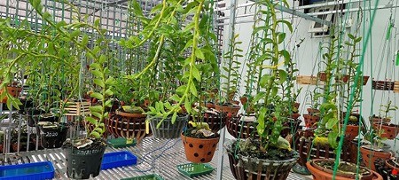 Nghệ nhân Nguyễn Duy Quý với tâm huyết nghề trồng lan