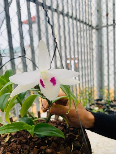 Phải đặt cái tâm của mình vào từng mầm cây thì cây mới trổ ra được những bông hoa đẹp nhất. Phải đặt cái tâm của mình vào từng mầm cây thì cây mới trổ ra được những bông hoa đẹp nhất.