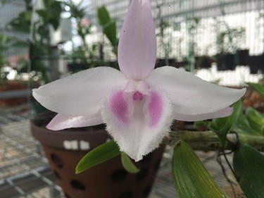 Chiêm ngưỡng “người đẹp” Bạch Tuyết 5 cánh trắng trong truyền thuyết, ai nấy đều phải tấm tắc tán thưởng vẻ đẹp của loài hoa này. Chiêm ngưỡng “người đẹp” Bạch Tuyết 5 cánh trắng trong truyền thuyết, ai nấy đều phải tấm tắc tán thưởng vẻ đẹp của loài hoa này.