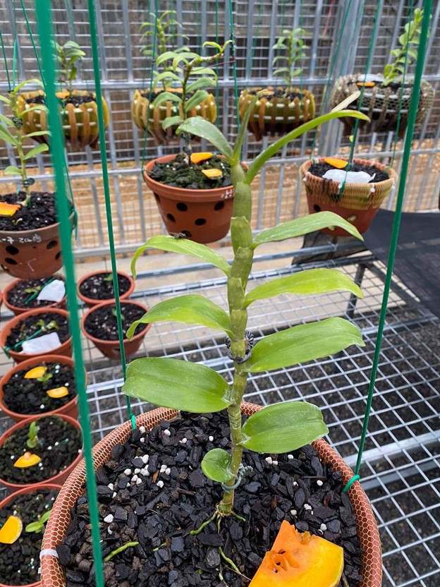 Phạm Văn Chiến: Ông chủ vườn ươm lan đột biến giá trị khủng