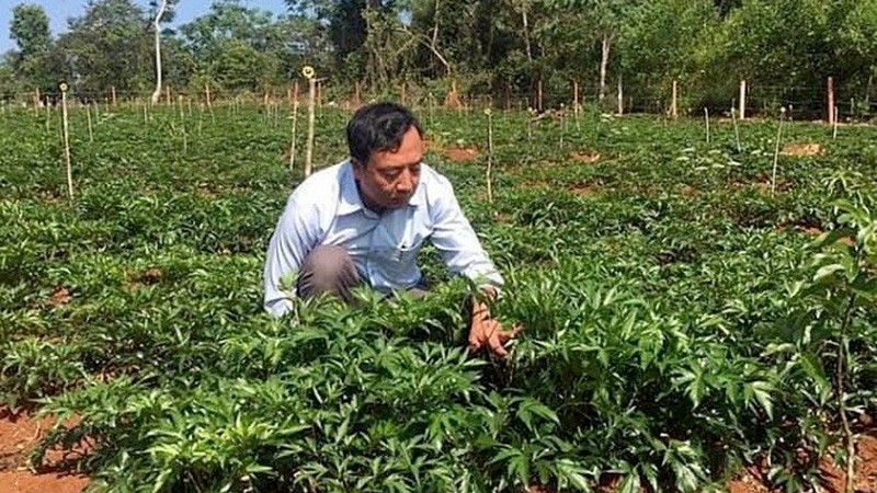 Trường Sinh Group phát triển sản phẩm thảo dược song song với phát triển vùng trồng dược liệu