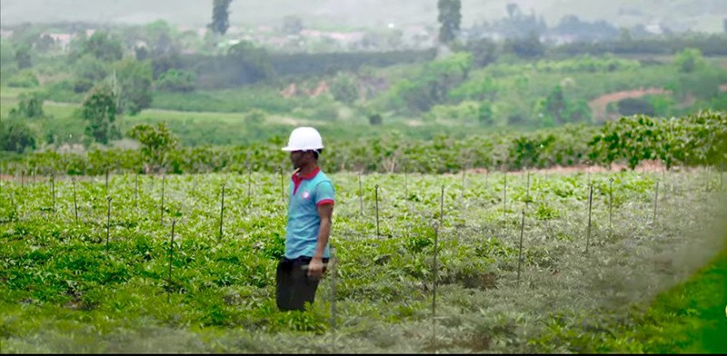 Trường Sinh Group phát triển sản phẩm thảo dược song song với phát triển vùng trồng dược liệu