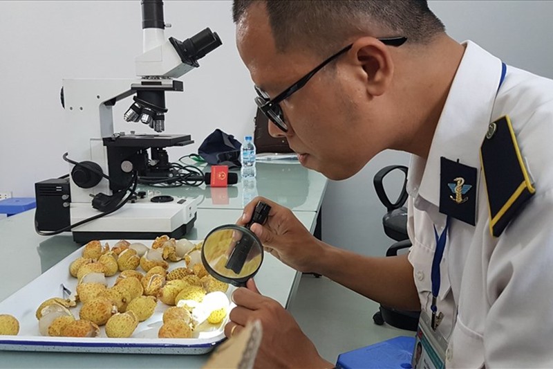 EU thay đổi quy định về kiểm dịch thực vật đối với nông sản nhập khẩu, kể cả từ Việt Nam