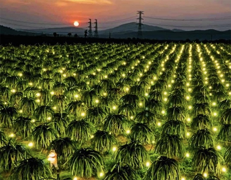 Bình Thuận cũng được mệnh danh là “vương quốc” của trái Thanh long (Nguồn: internet)