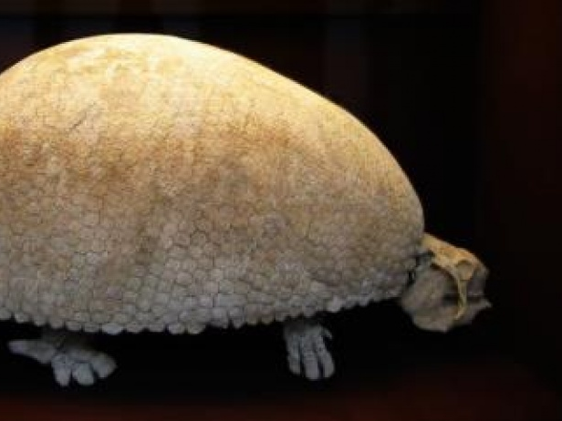 Phát hiện hóa thạch tê tê 3,5 triệu năm tại Argentina