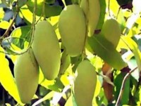 la xoai giup danh bay tieu duong soi than