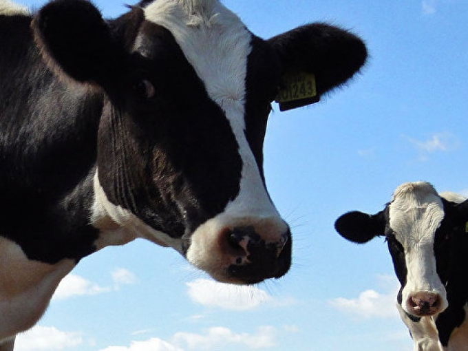 Nga gia hạn lệnh tiêu hủy hàng nhập khẩu trái phép