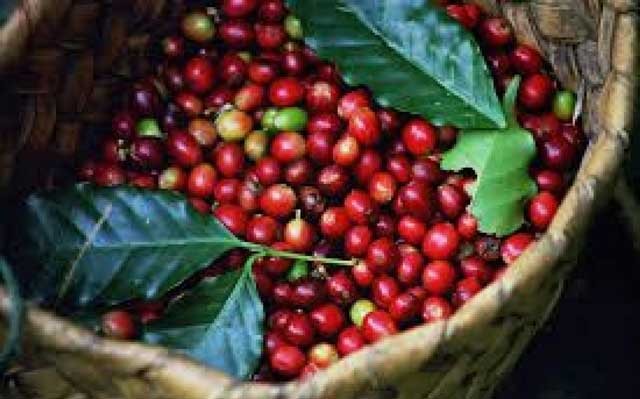 Giá cà phê hôm nay 20/2: Sắc đỏ bao trùm, cà phê