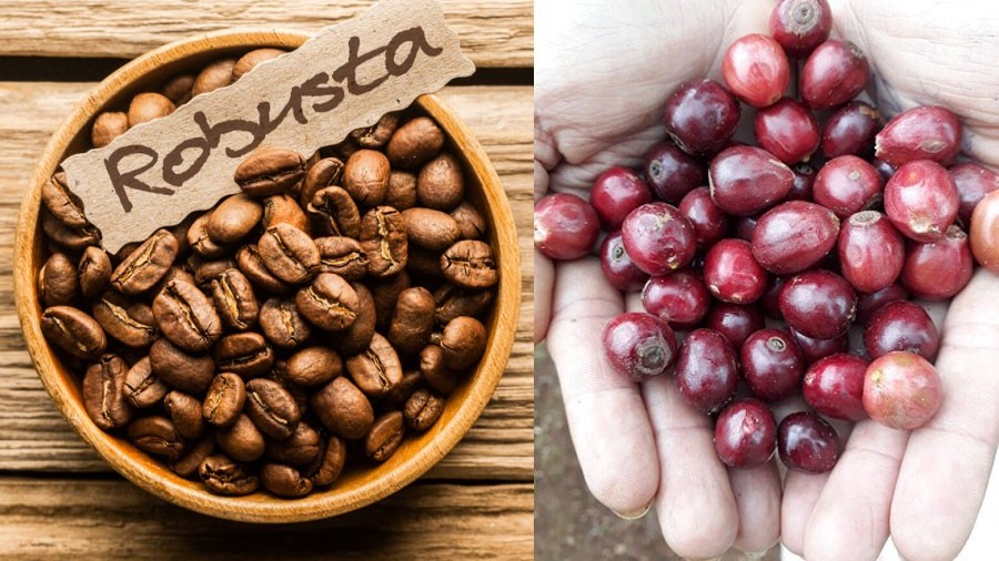 Giá cà phê hôm nay 30/1: Giá robusta đột ngột đảo chiều, cuộc cạnh tranh khốc liệt với cà phê Brazil tiếp diễn