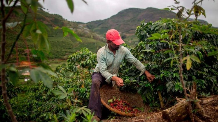 Giá cà phê hôm nay 5/2: Tiếp đà tăng, theo giá thế giới cà phê trong nước 'đòi' lại những gì đã mất