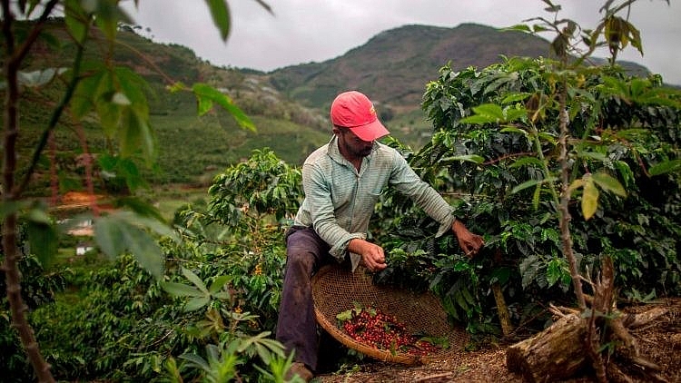 Giá cà phê hôm nay 5/2: