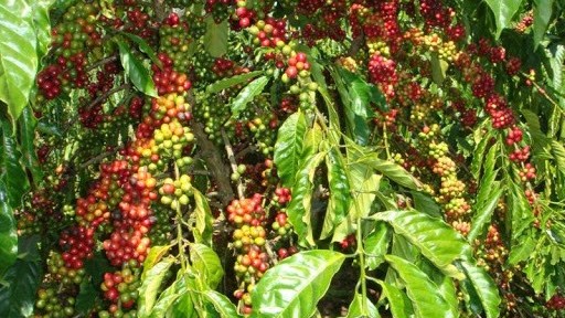 Giá cà phê hôm nay 28/2: Giá giảm do cung ngắn hạn tăng,'món quà hy vọng' của Tổng thống Mỹ Biden