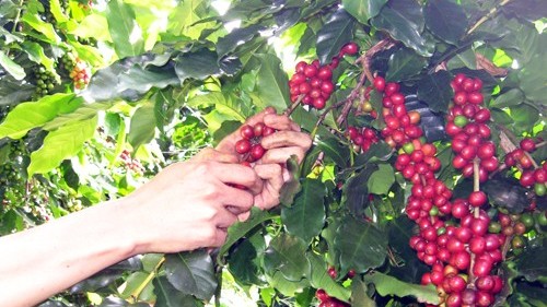 Giá cà phê hôm nay 23/6: Bốc hơi mạnh trên cả hai sàn, cà phê vẫn được dự báo tăng trong ngắn hạn?