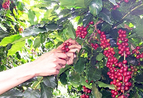 Giá cà phê hôm nay 2/3: Giá cà phê hôm nay 2/3: Cà phê robusta đảo chiều xanh sàn, khả năng vượt lên 1.500 USD/tấn?
