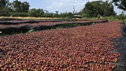 Giá cà phê hôm nay 1/11: Arabica quay đầu tăng mạnh, áp lực hàng vụ mới, thị trường phái sinh chuyển giờ giao dịch mùa Đông