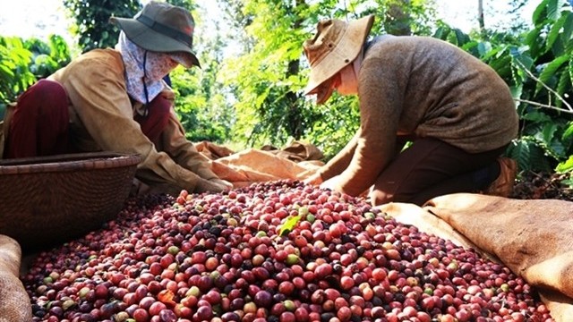 Giá cà phê hôm nay 29/11/2023: Giá cà phê arabica tăng mạnh, đồng USD 'xuống đáy' hơn 3 tháng, vấn đề của nguồn cung?