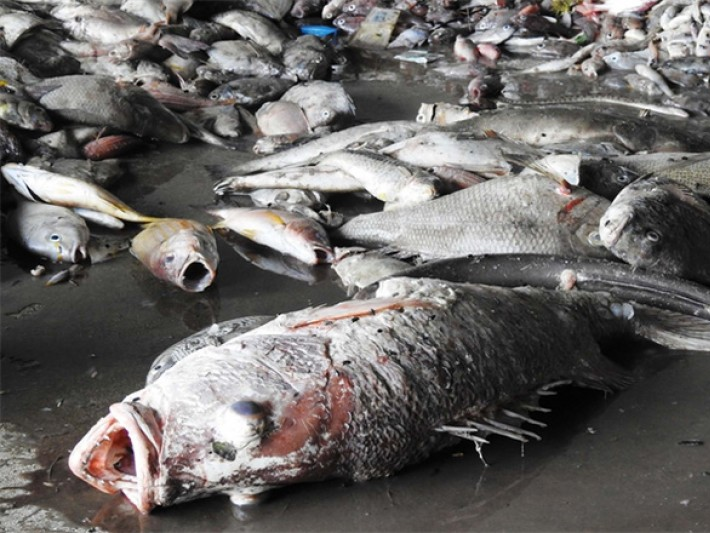 BIDV triển khai gói tín dụng 1.500 tỷ Đồng hỗ trợ ngư dân