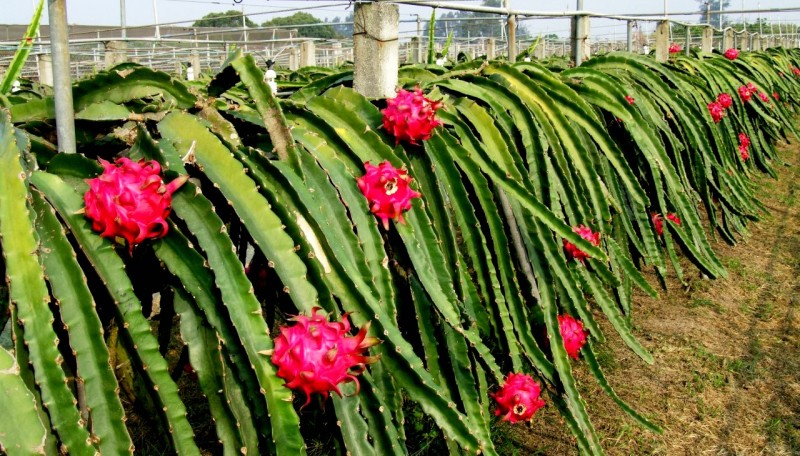 soi dong ngay thanh long viet nam tai australia