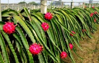 lo xoai viet nam dau tien len duong sang hoa ky