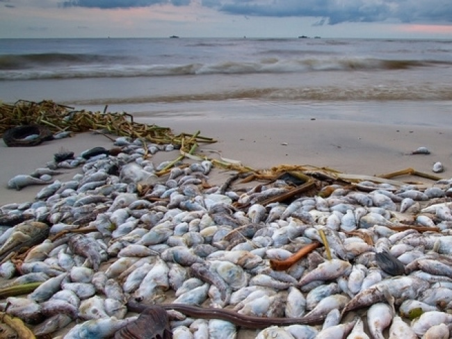 Cuối năm sẽ hoàn thành bồi thường thiệt hại do sự cố môi trường biển