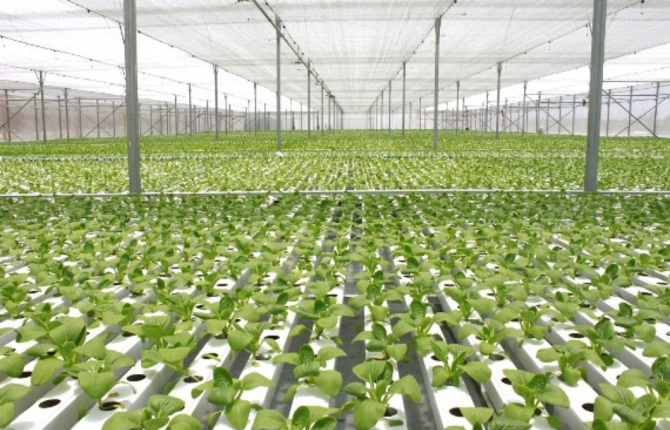 Nhiều tập đoàn lớn đầu tư hàng tỷ USD vào nông nghiệp công nghệ cao