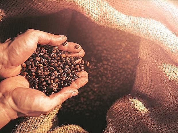 Giá cà phê hôm nay 10/12: Giá Arabica quay đầu giảm sâu, nhiều khó khăn. (Nguồn: Shutterstock) Giá cà phê hôm nay 10/12: Giá Arabica quay đầu giảm sâu, nhiều khó khăn. (Nguồn: Shutterstock)