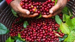 Giá cà phê hôm nay 9/1: Đà giảm khó dừng; Nguồn cung dư thừa cả 100.000 tấn đe dọa giá tiêu