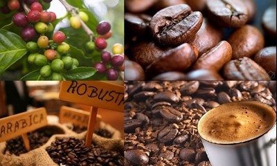 Giá cà phê hôm nay 15/1: Thị trường robusta lại 'đỏ lửa'; Giá hồ tiêu xuống thấp, doanh nghiệp tìm đường hướng nội