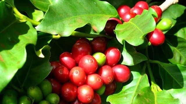 Giá cà phê hôm nay 28/3: Robusta có dấu hiệu tăng trở lại, lợi thế cho cà phê Việt chất lượng cao