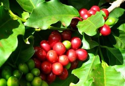 Giá cà phê hôm nay 3/10/2023: Giá cà phê arabica tăng mạnh, niên vụ mới bắt đầu, thị trường chuyển biến tích cực