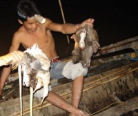 australia no luc giai cuu loai chuot tui ti hon dang nguy cap