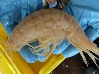 chup duoc anh quai vat ho loch ness