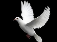 Chim bồ câu đắt nhất thế giới