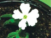 singapore lap ngan hang hat giong de bao ton da dang thuc vat