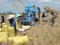 Giá gạo thế giới vẫn cao