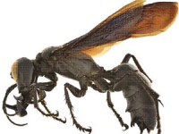 tu nhung bong hoa ong khong chi tao ra mat ma con co ca banh mi