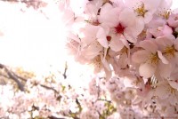 dep ngat ngay hoa anh dao tren cao nguyen mang den kon tum